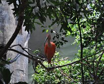 DSC_2034 Central Park Zoo, Manhattan, NYC -- 1 July 2012